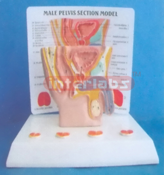 HUMAN MALE HEALTH & DISEASE COMPOSITION MODEL OF GENITAL ORGANS BLADDER, PROSTATE AND URETHRA